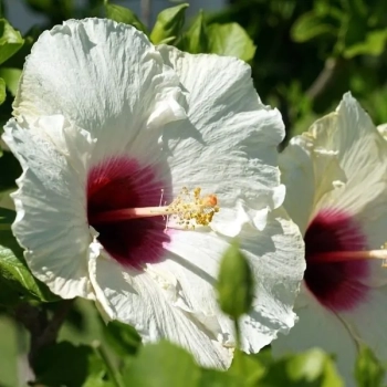 HIBISKUS Ketmia bagienny Biały Luna White